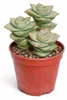 Crassula perfosa - plante succulente rare - pièce unique - Voir les images du produit 2