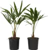 Szorstkowiec Fortunego - 2 szt - Trachycarpus Fortunei - Podgląd zdjęcia produktu 1