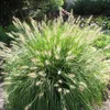 4 Pflanzen Lampenputzergras 'Hameln' XL, Pennisetum Produktbild-Vorschau 1