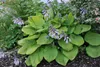 Stauden Gänge 3 x Hosta x cultorum 'Sum and Substance' im 1 Produktbild-Vorschau 7
