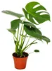 Monstera deliciosa - okenní list - 12cm květináč - výška Náhled obrázku produktu 2