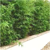 Plants by Frank | 6 Plantes de bambou rustique | Fargesia Voir les images du produit 2