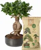 Dr.Soil natürliches Substrat für Bonsai und andere Produktbild-Vorschau 3