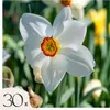 Narcisse - Set de 30 - Narcissus 'Recurvus' - Bulbes à Voir les images du produit 1