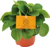 Peperomia Rana Verde - roslina doniczkowa, srednica 11cm, Podgląd zdjęcia produktu 1