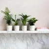 Plantes d'intérieur tendance - Set de 4 - Hauteur 25-40cm - Voir les images du produit 5