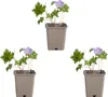 Bloomique - Zestaw 3 sztuk - Geranium Johnsons Blue - Podgląd zdjęcia produktu 2
