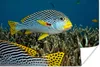 MuchoWow® Poster Fisch - Boden - Meer 180x120 cm - Produktbild-Vorschau 2