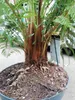 Close-up of the base of a fern plant in a pot, with a plant tag visible. Voir les images du produit