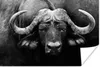 MuchoWow® Poster Tiere - Büffel - Schwarz - Weiß - Porträt Produktbild-Vorschau 1
