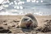 ARTland Poster Baby-Robbe am Strand von List, Sylt Größe: Produktbild-Vorschau 1
