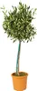 A potted olive tree against a white background. Produktbild-Vorschau