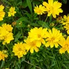 6 x Mädchenauge  - Coreopsis grandiflora 'Badengold'  | Produktbild-Vorschau 2