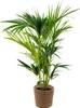 Bloomique - Howea Forsteriana - Kentia Palme - Produktbild-Vorschau 1
