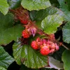 6 x čínsky ostružník - Rubus tricolor | Topf 9cm x 9cm Náhľad obrázku produktu 2