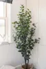 Toraf 10Pcs Eukalyptus Richtige Samen Immergrüner Baum Produktbild-Vorschau 4