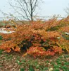 Parrotia persica, Eisenholzbaum, 60–80 cm, leuchtend rote Produktbild-Vorschau 6