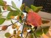 Amelanchier lamarckii - Felsenbirne 50- 60 cm Container Produktbild-Vorschau 2