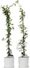 Sternjasmin - 2 Stk - Trachelospermum jasminoides - Höhe Produktbild-Vorschau 7