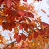 Close-up of autumn leaves on branches against a blurred background. Produktbild-Vorschau