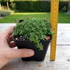 Stauden Gänge 100 x Thymus praecox 'Minor' im 9 x 9 cm Topf Produktbild-Vorschau 5