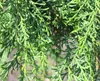 Hochstamm Zypresse Chamaecyparis lawsoniana Intertexta 60 - Produktbild-Vorschau 2