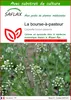 SAFLAX  - La bourse-à-pasteur - 1000 graines - Avec Voir les images du produit 1