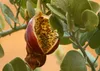 SAFLAX - Skutočný kaparový krík - Capparis spinosa - 25 Náhľad obrázku produktu 9