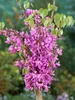 Cercis chinensis 'Avondale', Judasbaum, purpurrosa, 40–60 Produktbild-Vorschau 14