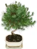 Bonsai - Pinus halepensis - Pino d'Aleppo - circa 7-8 anni Anteprima dell’immagine prodotto 2