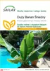 SAFLAX - Duży Banan Śnieżny - 10 Nasiona - Ensete glaucum Podgląd zdjęcia produktu 1