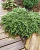 Juniperus communis 'Green Carpet', Wacholder, grün, 20–30 Produktbild-Vorschau 5