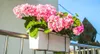 KADAX Blumentopfhalter, hängend, für Geländer, Balkon, Produktbild-Vorschau 9