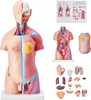 VEVOR Model lidského těla, 23 kusů 455 mm, anatomický model Náhled obrázku produktu 1