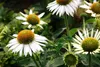 Stauden Gänge 3 x Echinacea purpurea 'PowWow White' - Produktbild-Vorschau 5