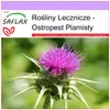 SAFLAX - Ostropest Plamisty - 75 Nasiona - Silybum marianum Podgląd zdjęcia produktu 10