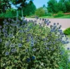 Echinops ritro, Kugeldistel, stahlblau, ca. 9x9 cm Topf Produktbild-Vorschau 13