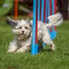 relaxdays hojdačka pre psov Dog Agility hnedá 180,0 x 30,0 Náhľad obrázku produktu 3