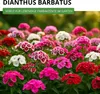 Bartnelke Gefüllte Mischung Samen - Dianthus barbatus - Produktbild-Vorschau 2