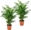 Bloomique - Zestaw 2 szt. - Chamaedorea Elegans - Podgląd zdjęcia produktu 1