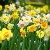Narzissen Grosspackung Mix Blumenzwiebeln Blumenzwiebeln Produktbild-Vorschau 3