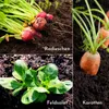 5 m páska na sadenie, sada 5 ks, obsahujúca semená mrkvy, Náhľad obrázku produktu 4