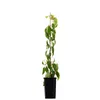 Aktinidia Ken's Red femmina 1L Anteprima dell’immagine prodotto 2