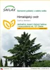 SAFLAX - Himalájský cedr - Cedrus deodara - 35 Semena Náhled obrázku produktu 1