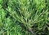 SAFLAX - Bonsai - Chiński Jałowiec - 30 Nasiona - Juniperus Podgląd zdjęcia produktu 5
