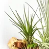 Tillandsia na mopane kore? - XXL - 5 rastlín Náhľad obrázku produktu 2