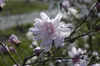 Magnolia stellata 'Rosea', Sternmagnolie, rosa Blüten, Produktbild-Vorschau 8