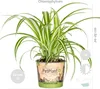Bloomique - 6er-Set - Haustierfreundliche Pflanzen - Produktbild-Vorschau 3