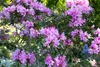 Rhododendron Hybride Graziella 30-40 cm, im Topf, immergrün Produktbild-Vorschau 1