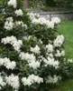 Rhododendron PG 1 Cunninghams White 40-50 cm, im Topf, Produktbild-Vorschau 6